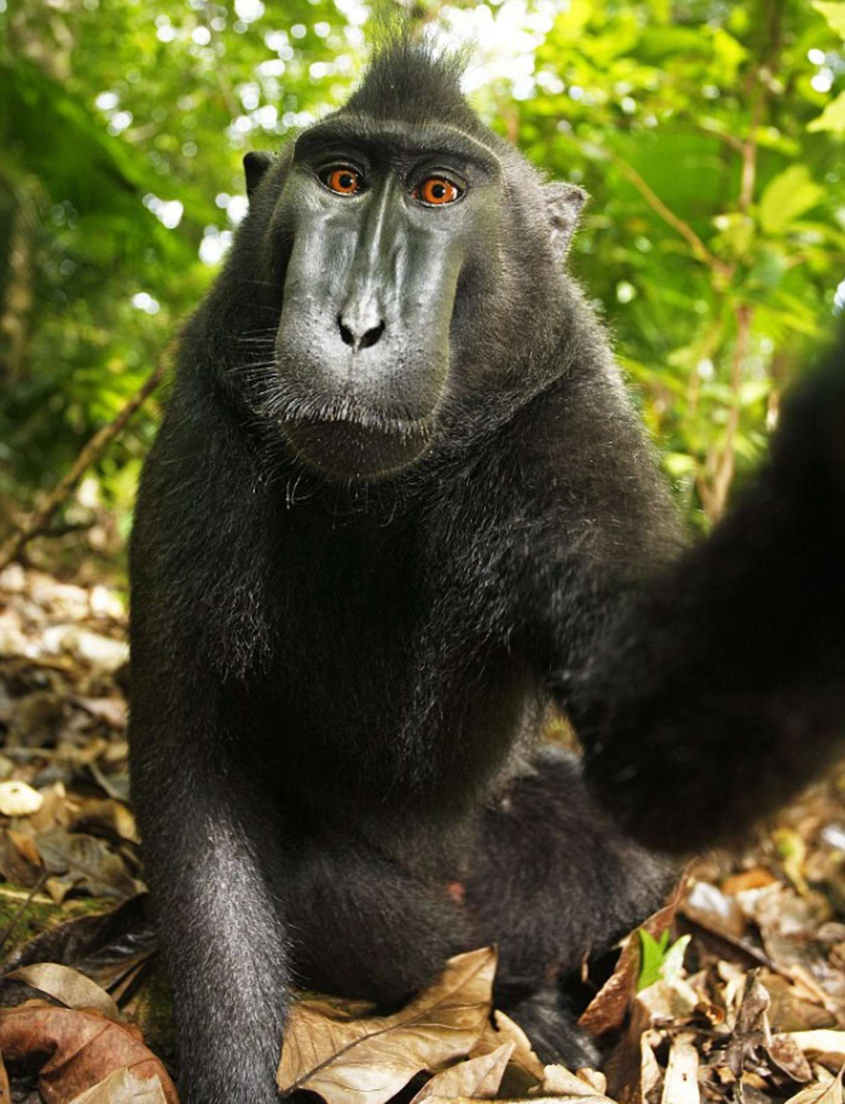 David Slater - Selfie du singe Naruto - 2008